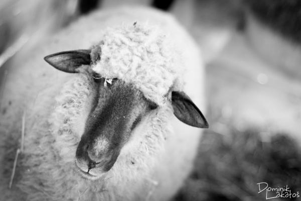 IMG_4895-2 IMG_4895-2